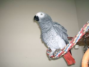 Bella